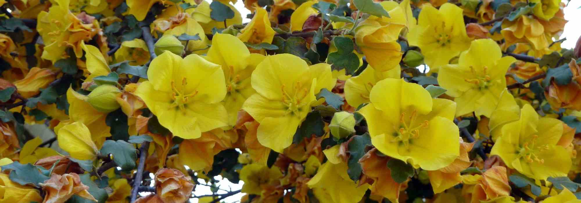Pairing ideas with Fremontodendron