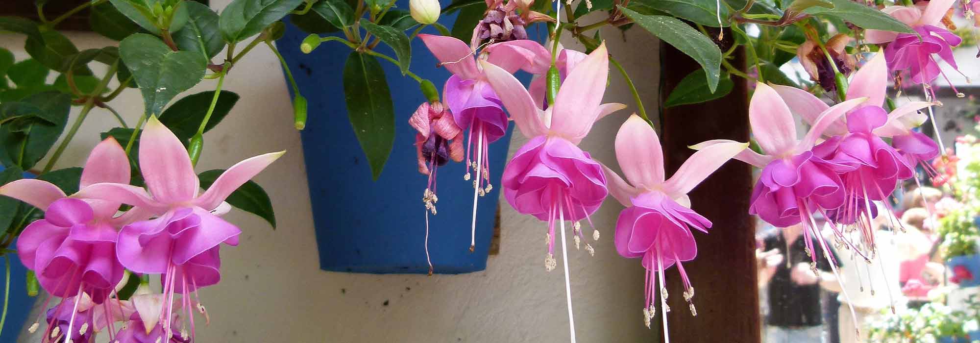 Fuchsia: the most beautiful varieties for hanging