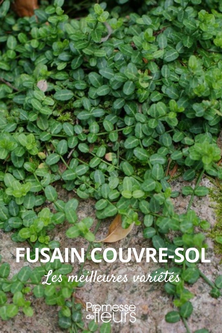 Euonymus ground cover
