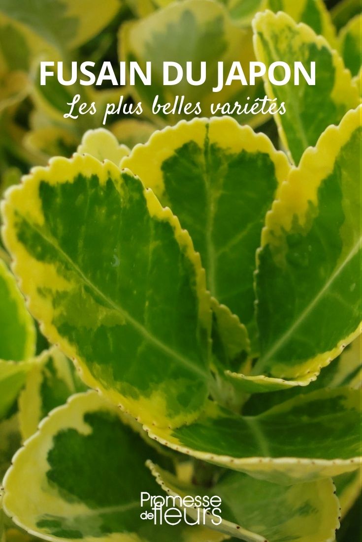 Japanese Spindle, Most Beautiful Varieties