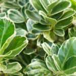 Which spindle trees for a hedge?