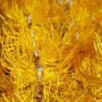 5 conifers with vibrant autumn foliage