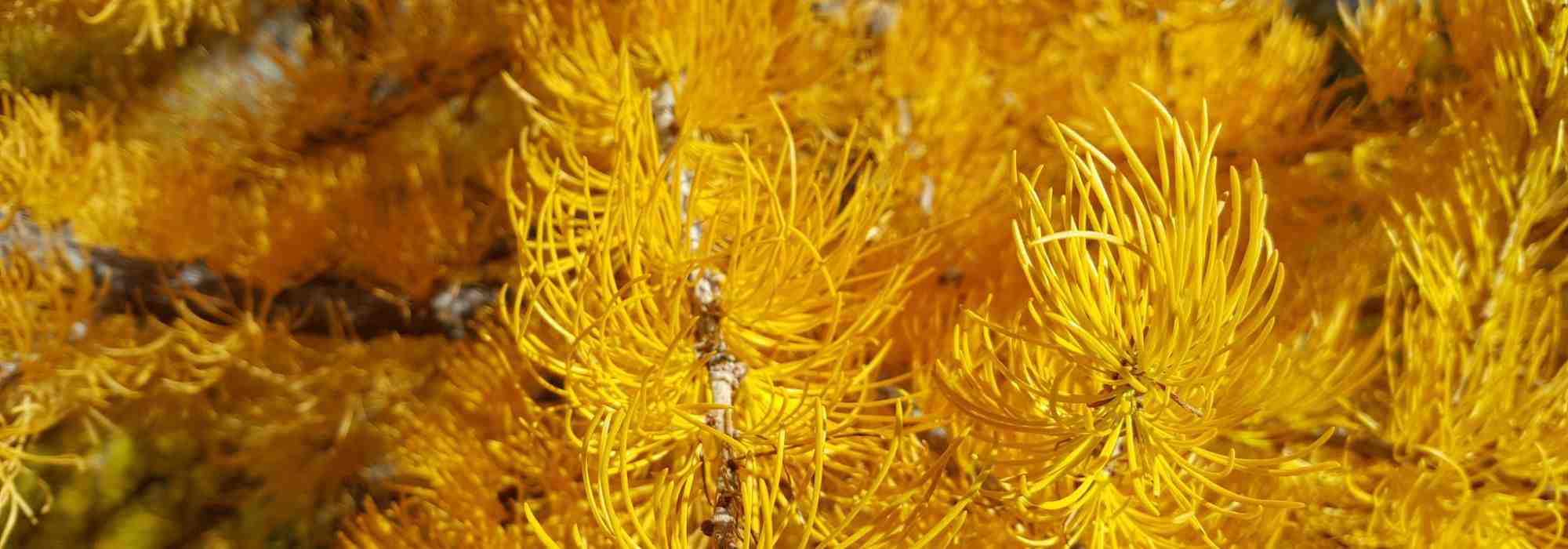 5 conifers with vibrant autumn foliage