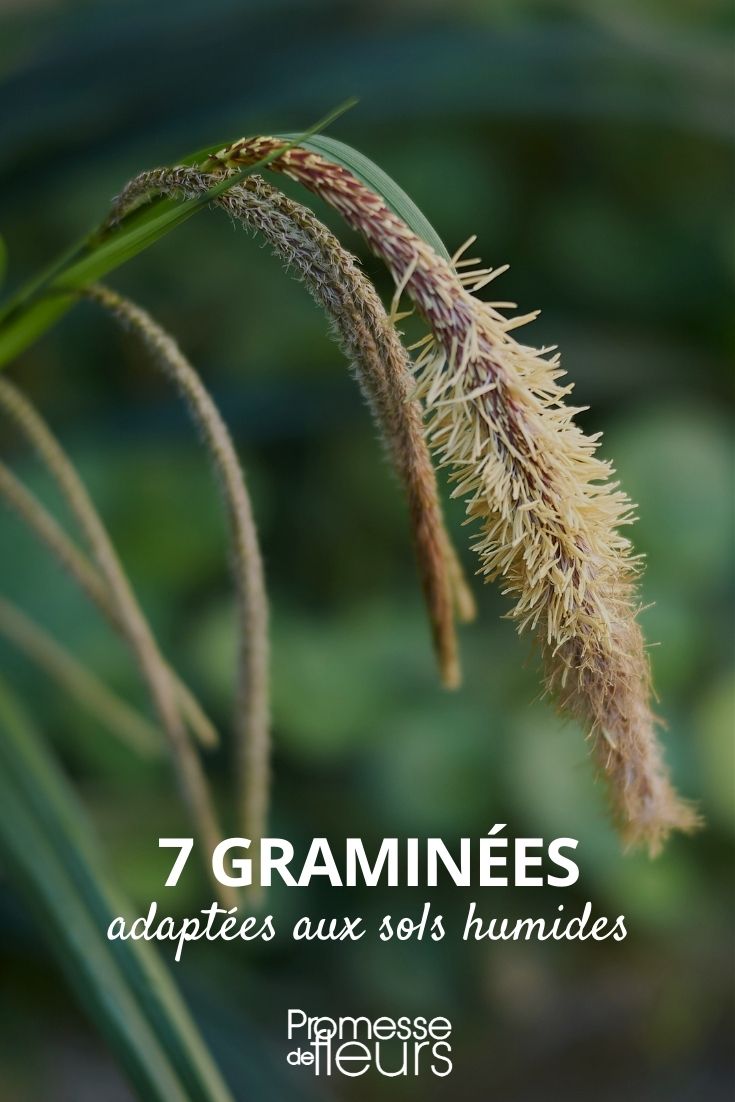 Grasses for Moist Soil