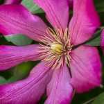 7 pink flowering climbers