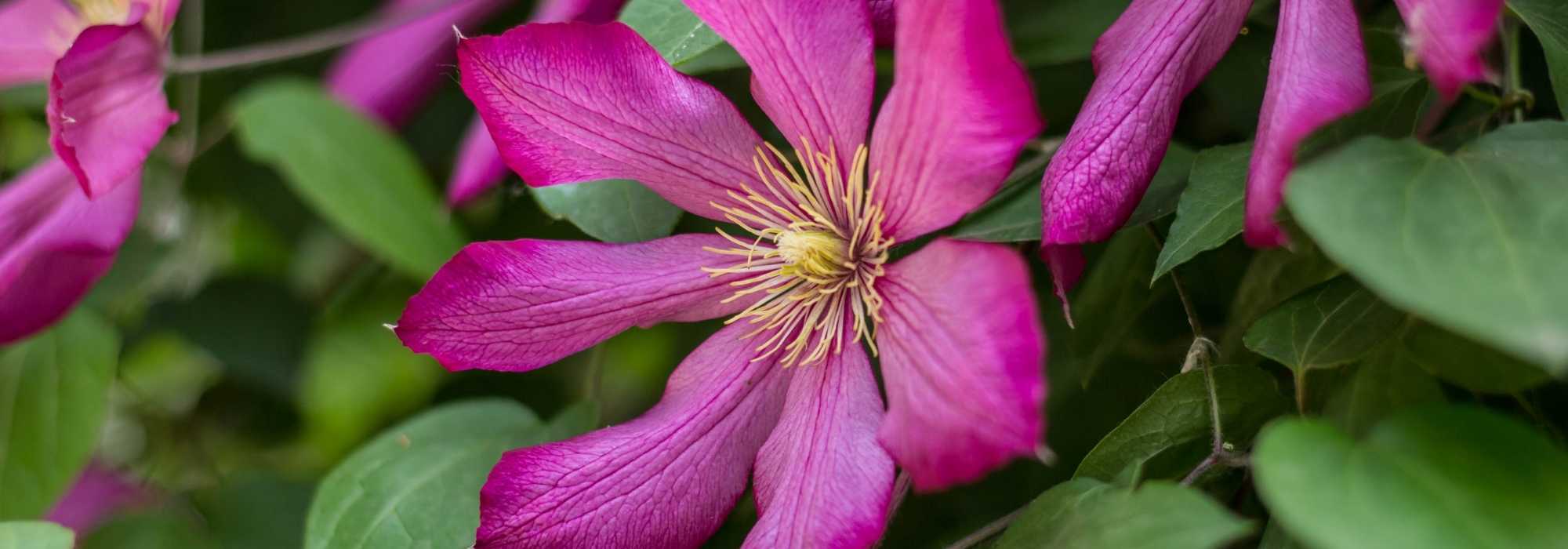 7 pink flowering climbers