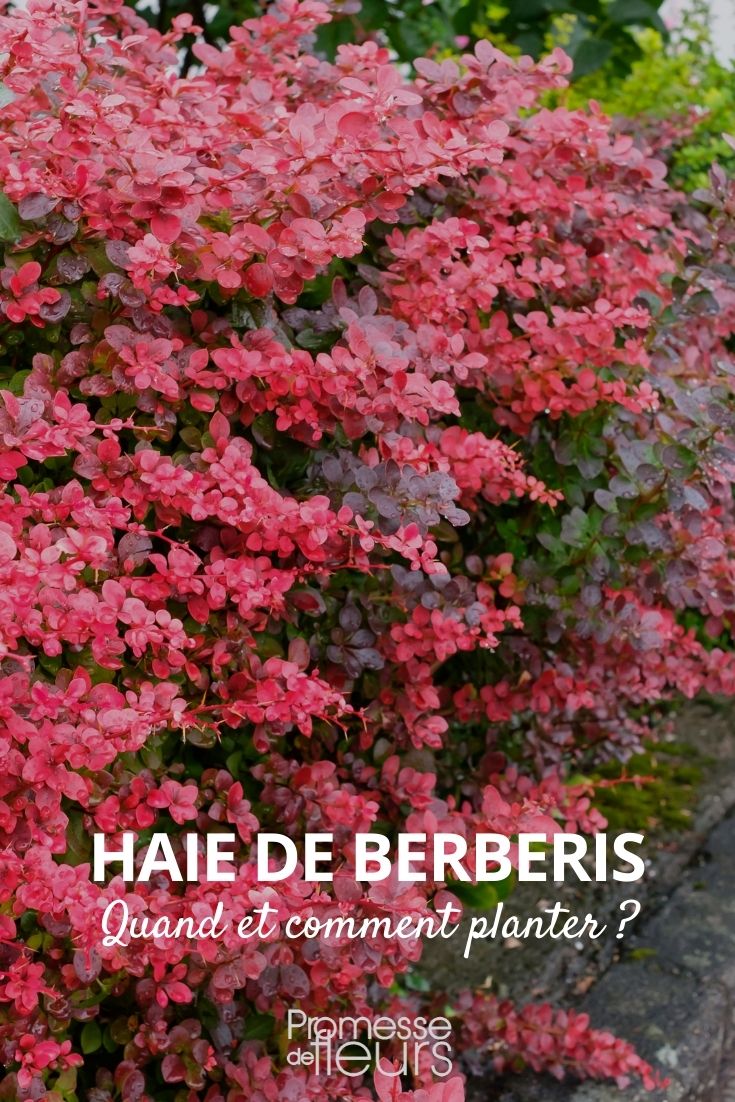 Berberis Hedge