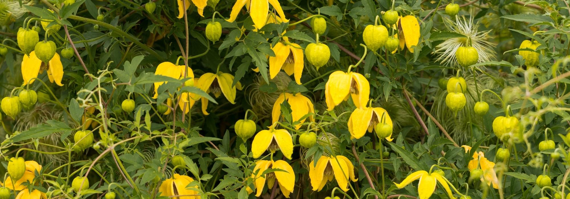 7 summer clematis with continuous flowering