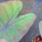 Pairing ideas with Colocasia