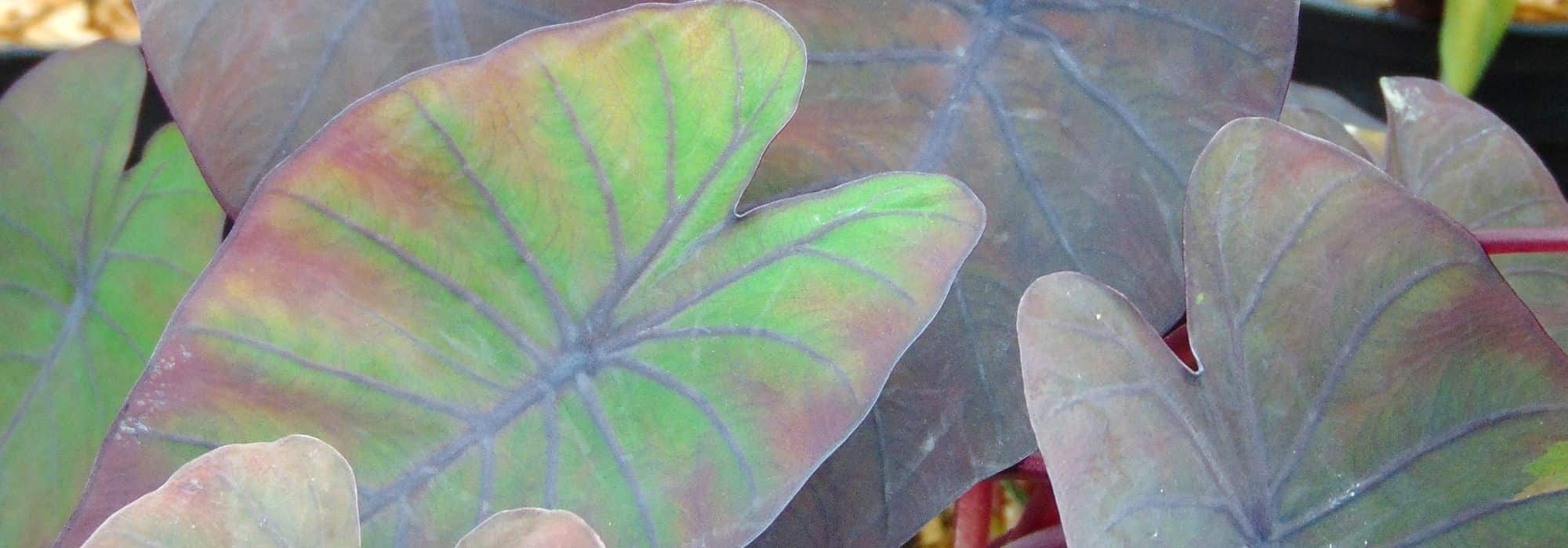 Pairing ideas with Colocasia