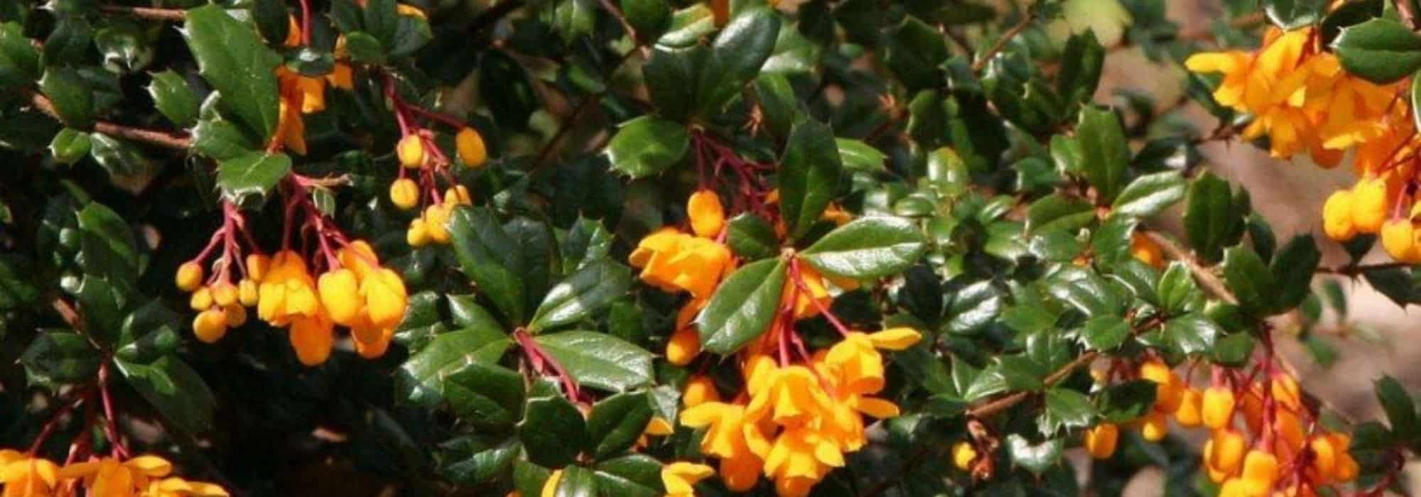 Evergreen Berberis: the Most Beautiful Varieties
