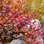 Growing a berberis in a pot