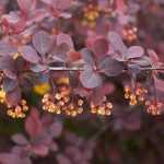Purple Berberis: The Most Beautiful Varieties