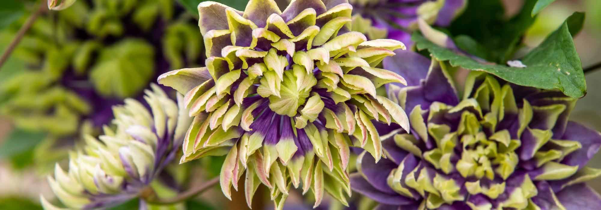 The most spectacular clematis