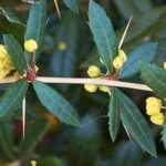 5 Perfect Berberis for hedges
