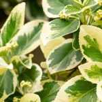 Diseases and pests of Japanese spindle