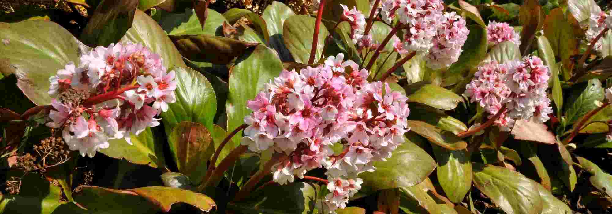 Diseases and pests of Bergenia