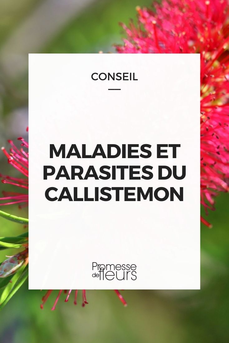 Parasitic Diseases in Callistemon