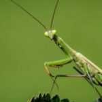 Praying mantis - Mantis religiosa: what is this insect?