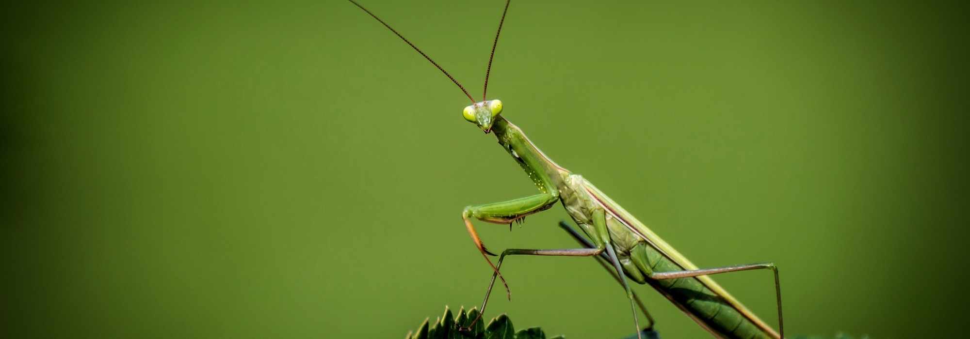 Praying mantis - Mantis religiosa: what is this insect?