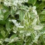 The best groundcover euonymus