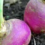 Growing spring turnips