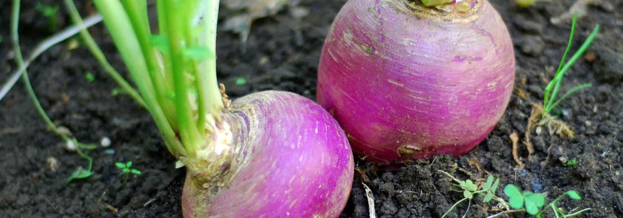 Growing spring turnips