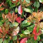 Planting an evergreen shrub