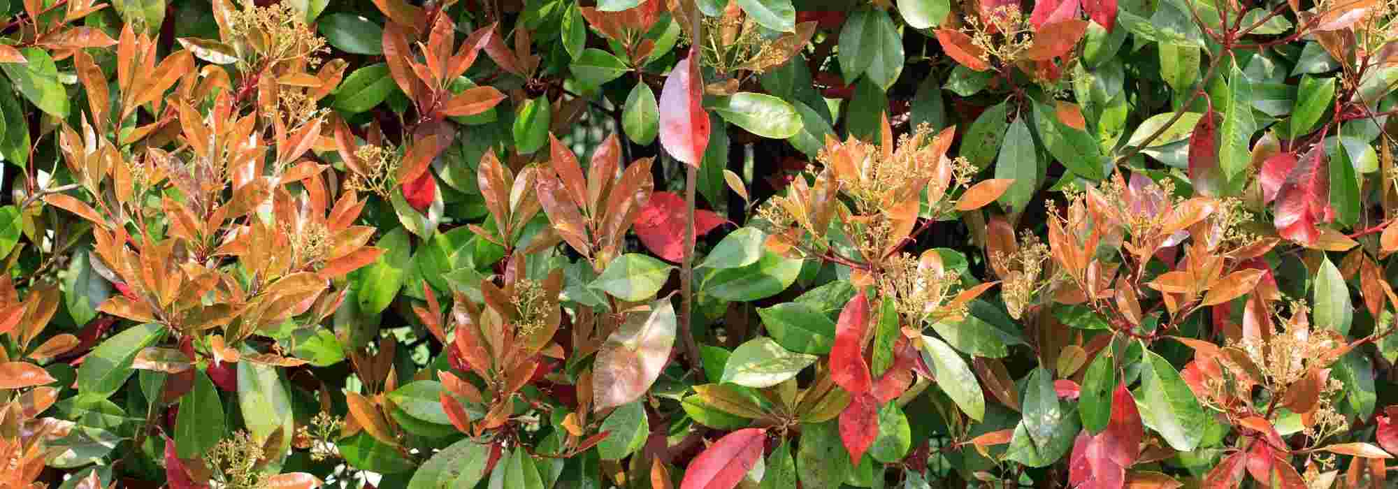 Planting an evergreen shrub