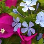 Pairing ideas with Plumbago