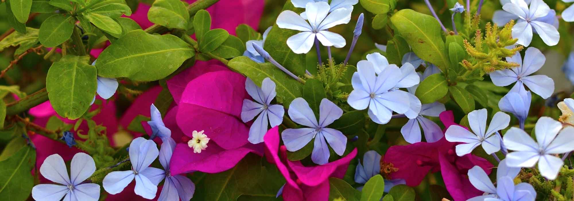 Pairing ideas with Plumbago