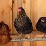 Installing a chicken coop in your garden: what does the law say?
