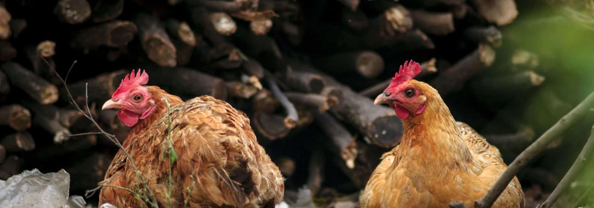 How to protect your chickens from predators?