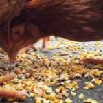Forbidden foods for chickens