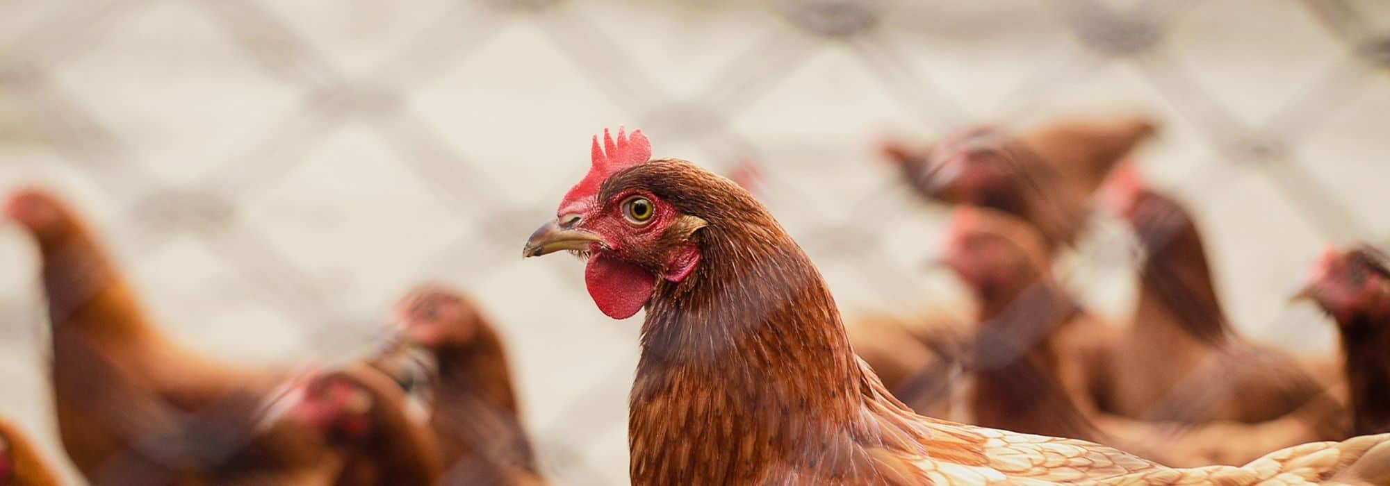 Adopting Chickens: The 10 Mistakes to Avoid