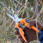 What to prune in winter?