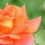 7 shrub roses with large orange flowers