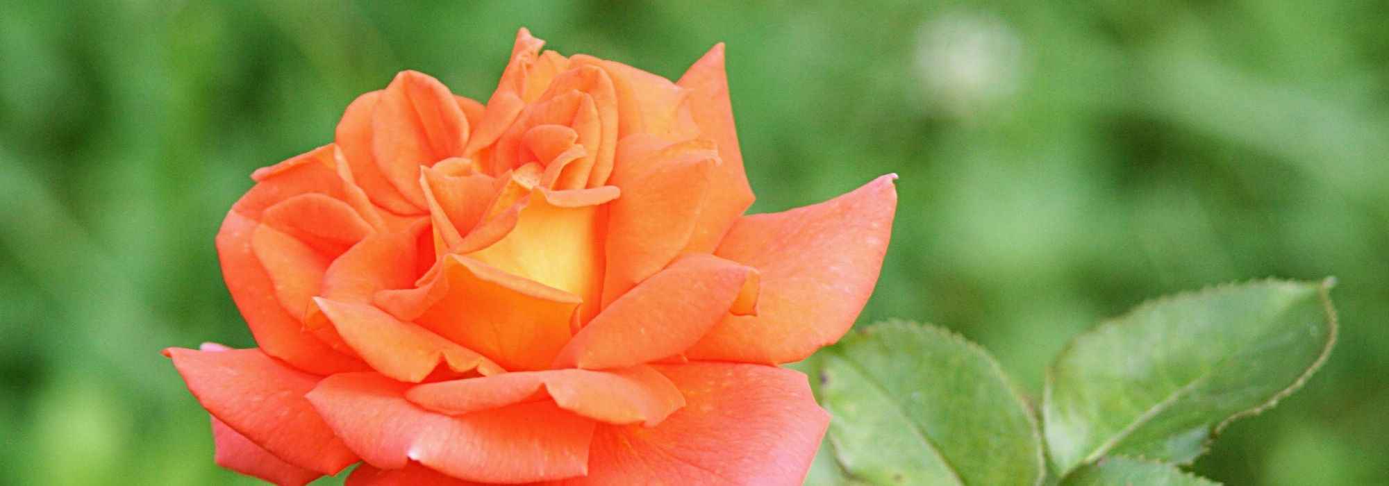 7 shrub roses with large orange flowers