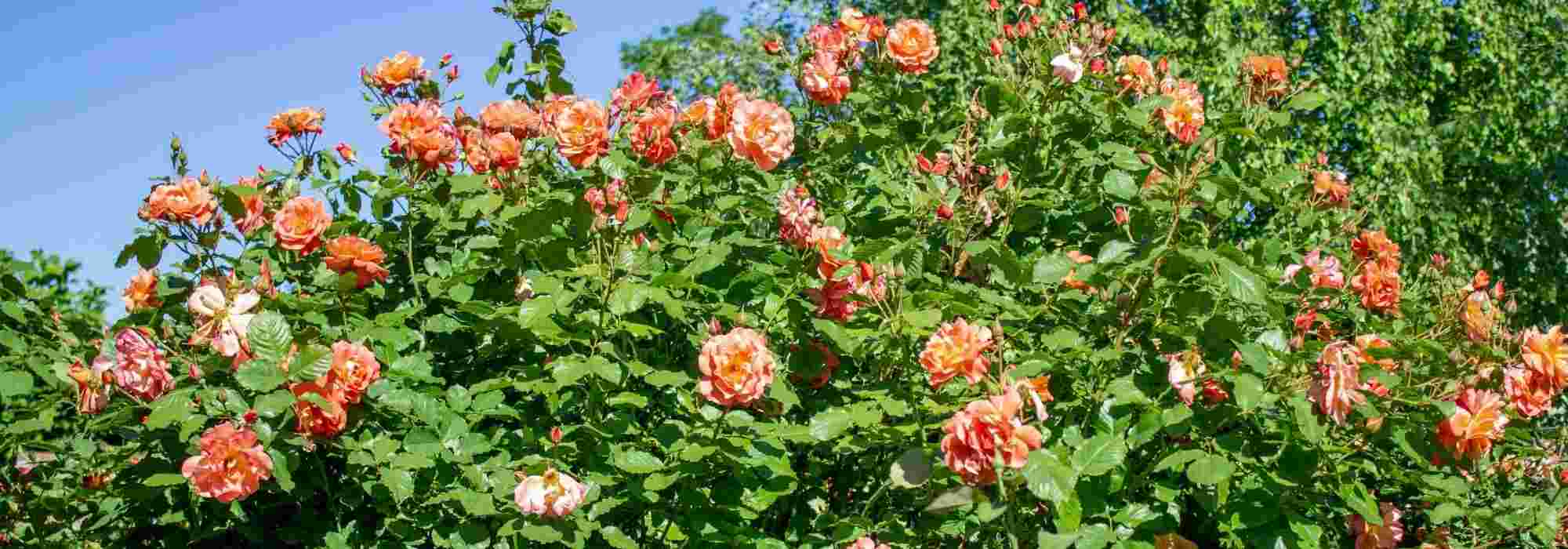 5 climbing roses with orange flowers