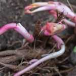 Planting bare-rooted perennials: how and why?