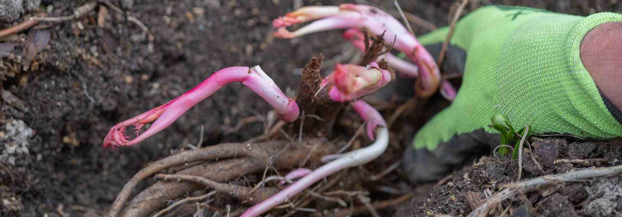 Planting bare-rooted perennials: how and why?