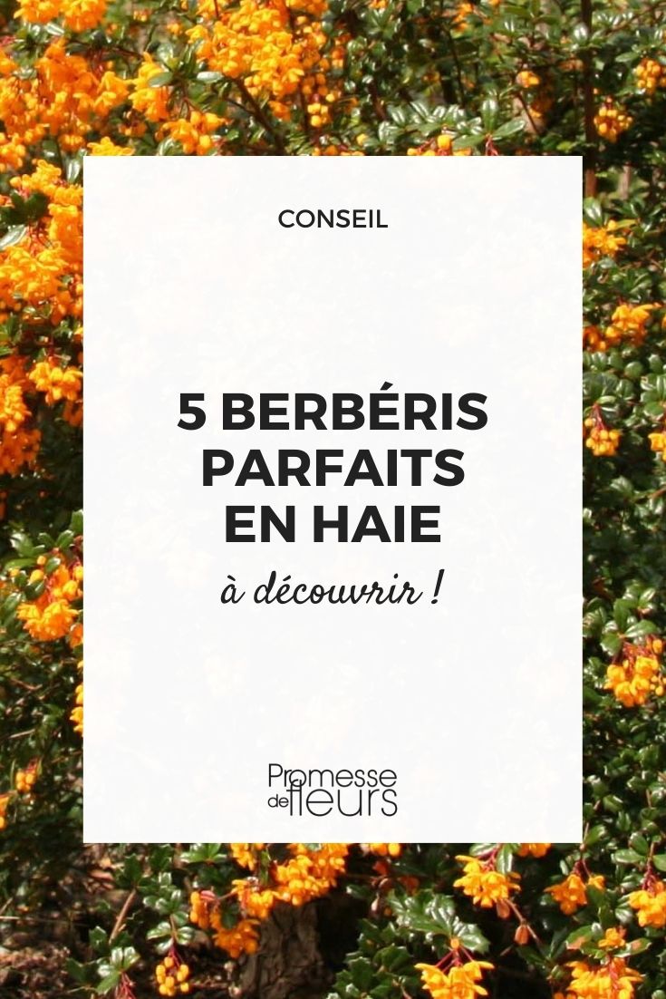 Berberis bushes for hedges