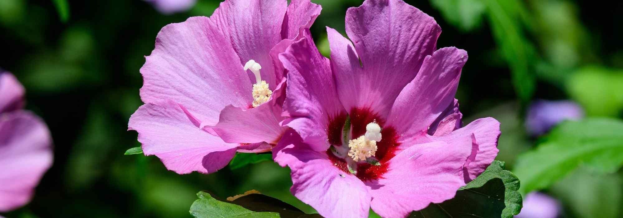 6 bushes that start late in spring