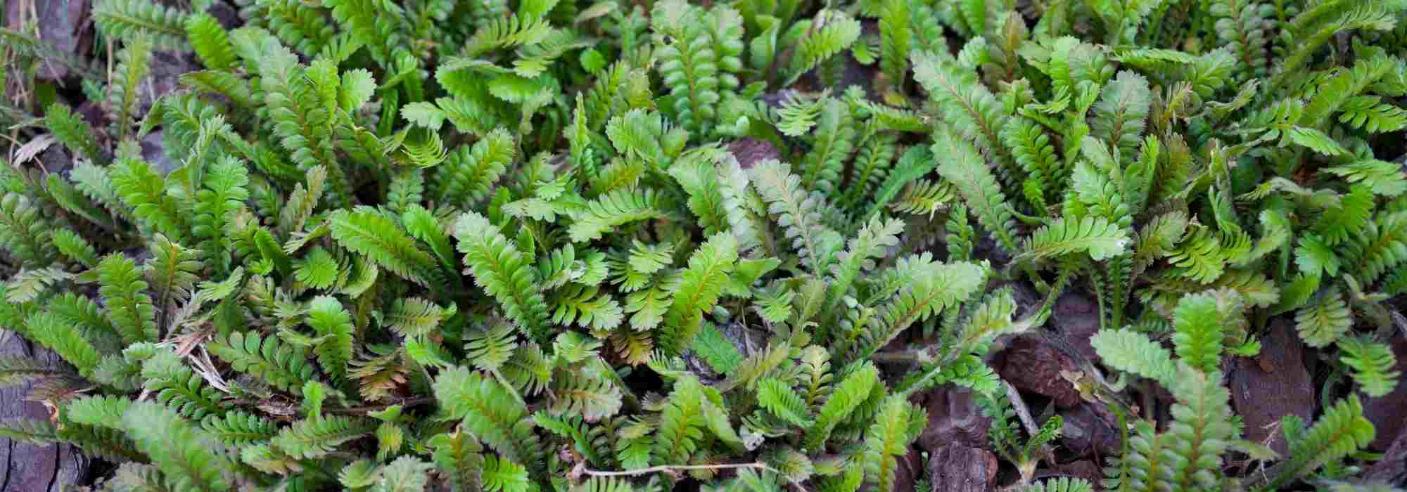 How to combine Leptinella or Cotula?