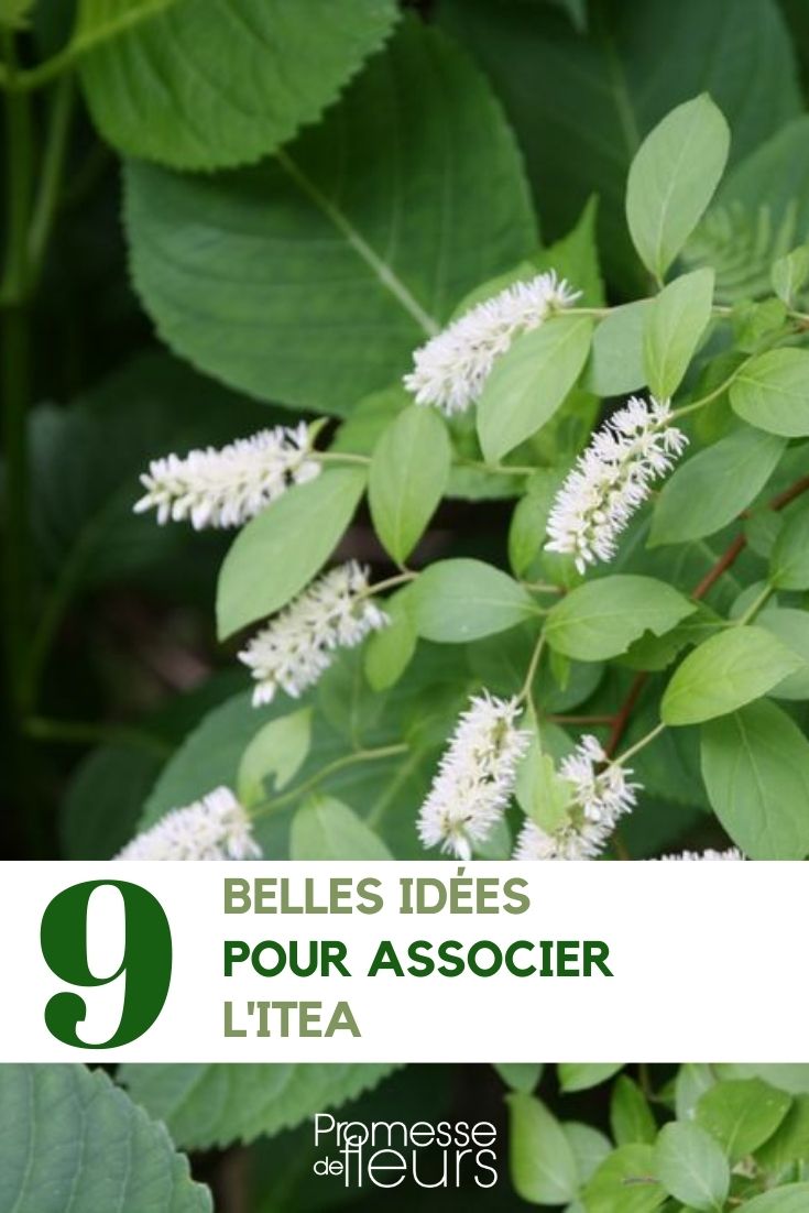 [plant_autocomplete plant_name="Virginia sweetspire"]