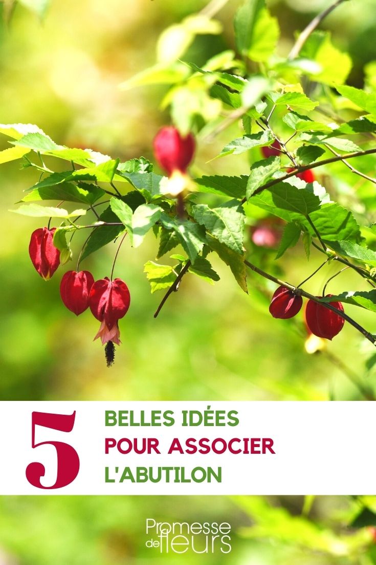 Ideas for Pairing Abutilon