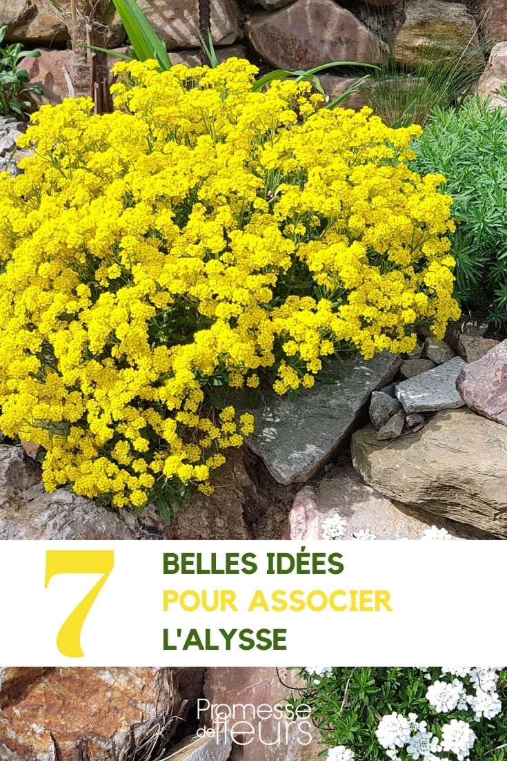 alyssum pairing