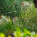 Pairing ideas with papyrus or cyperus