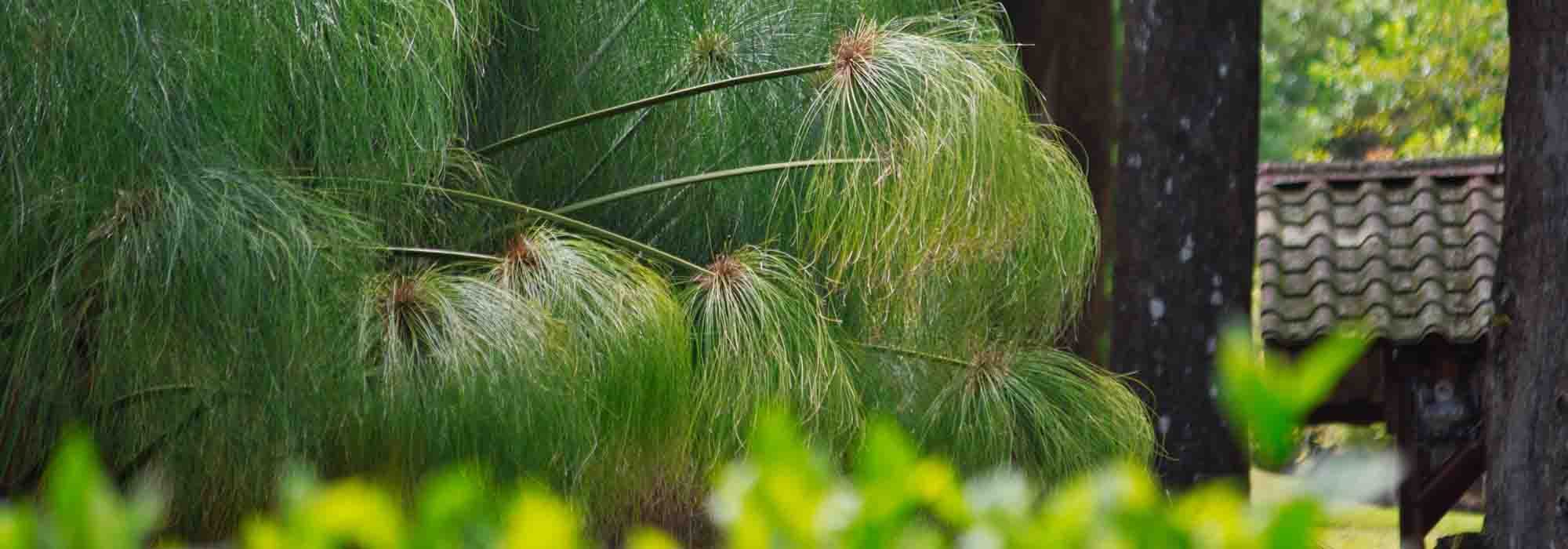 Pairing ideas with papyrus or cyperus