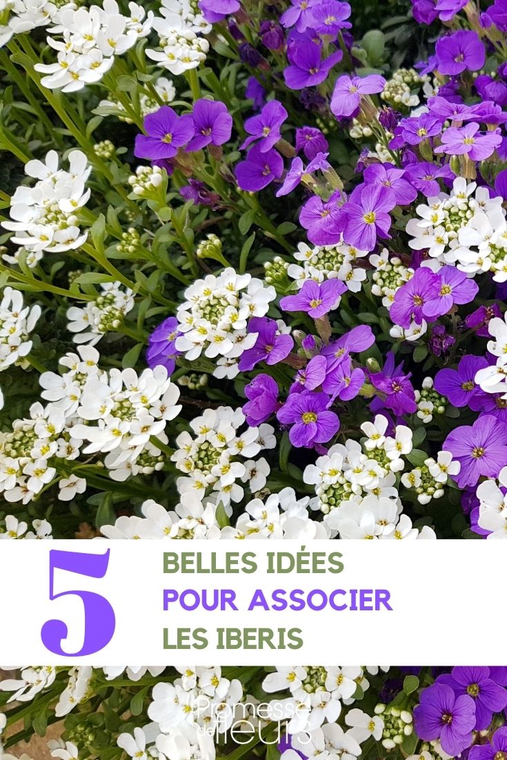 Silver Basket Iberis Association